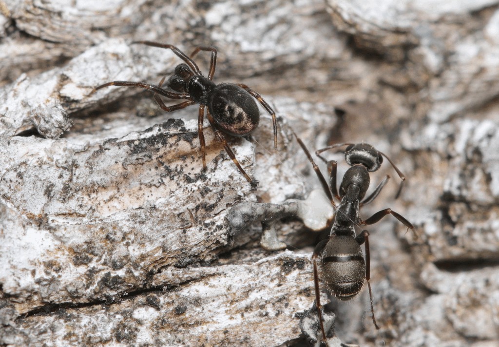 Lasaeola_tristis-6.jpg