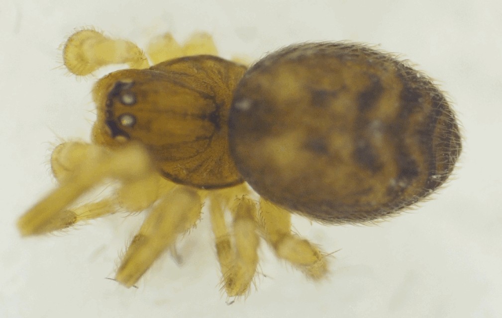 Lathys_heterophthalma-1.jpg