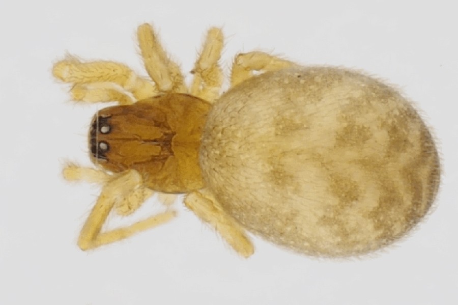 Lathys_heterophthalma-2.jpg