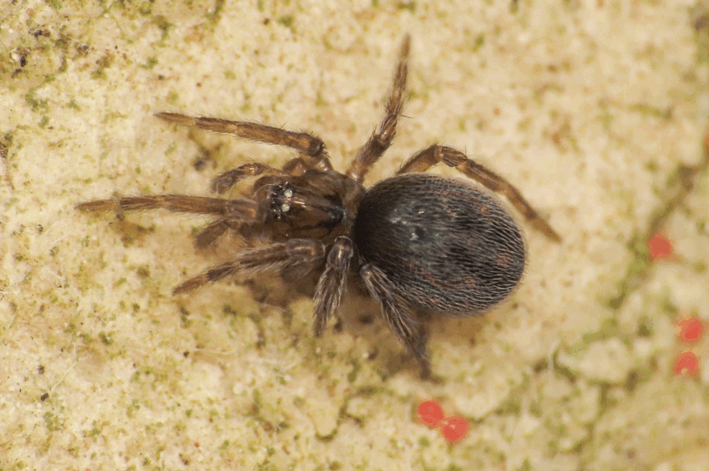 Lathys_stigmatisata-1.jpg