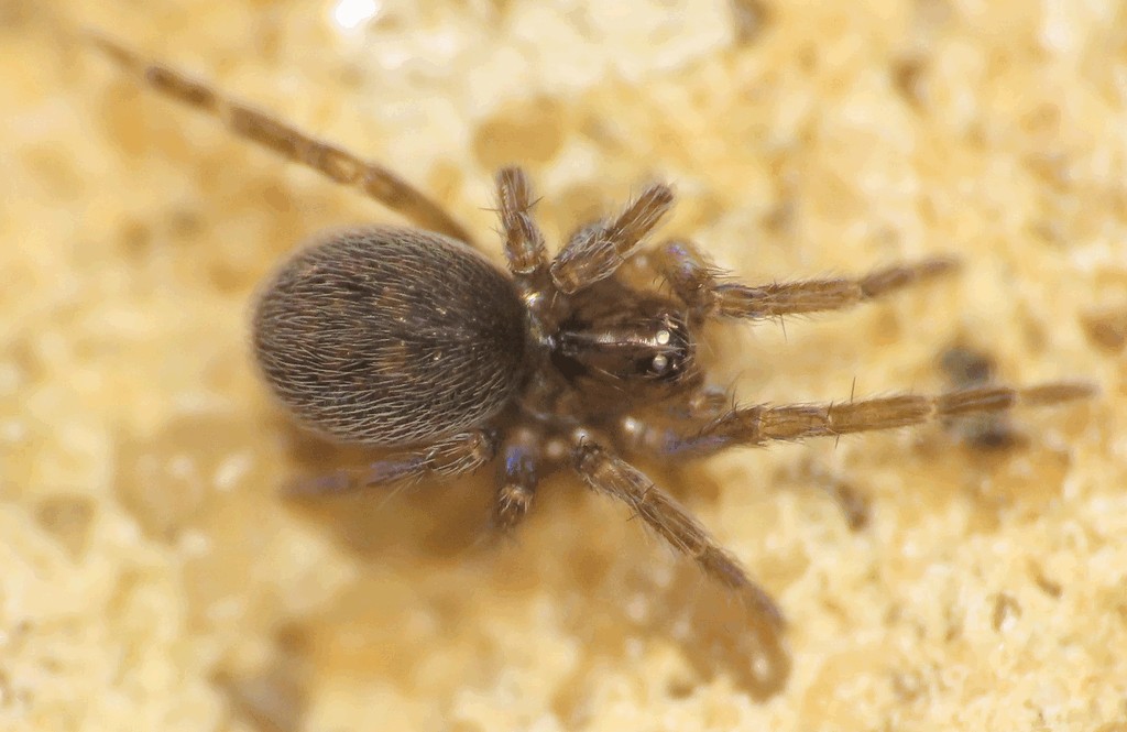 Lathys_stigmatisata-2.jpg