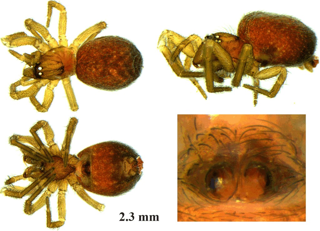 Lathys_stigmatisata-3.jpg