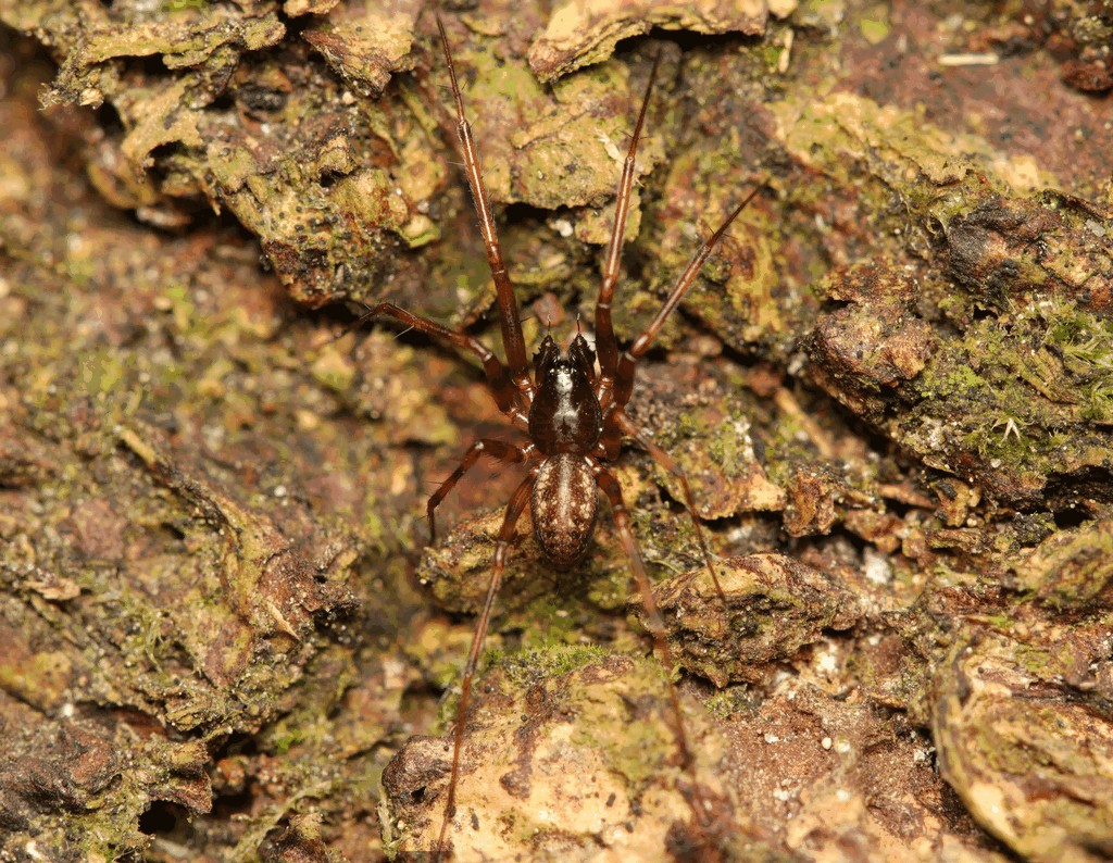 Lepthyphantes_minutus-1.jpg