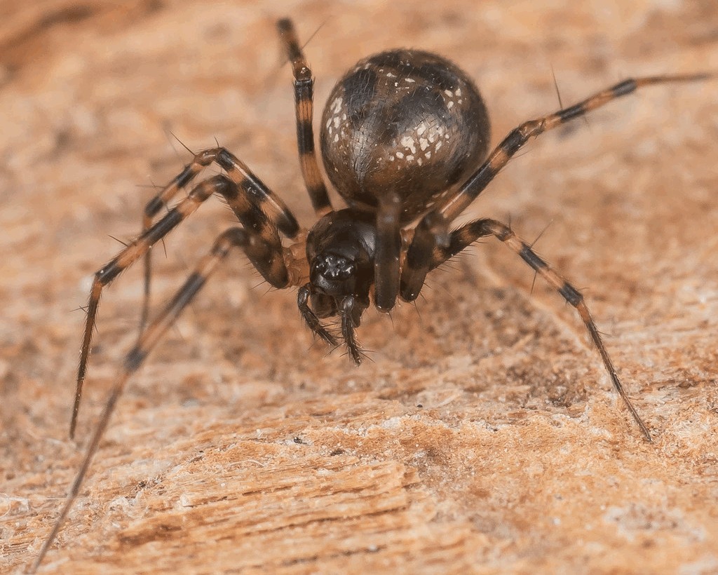 Lepthyphantes_minutus-3.jpg