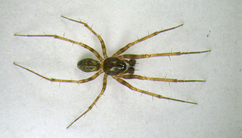 Lepthyphantes_minutus-6.jpg