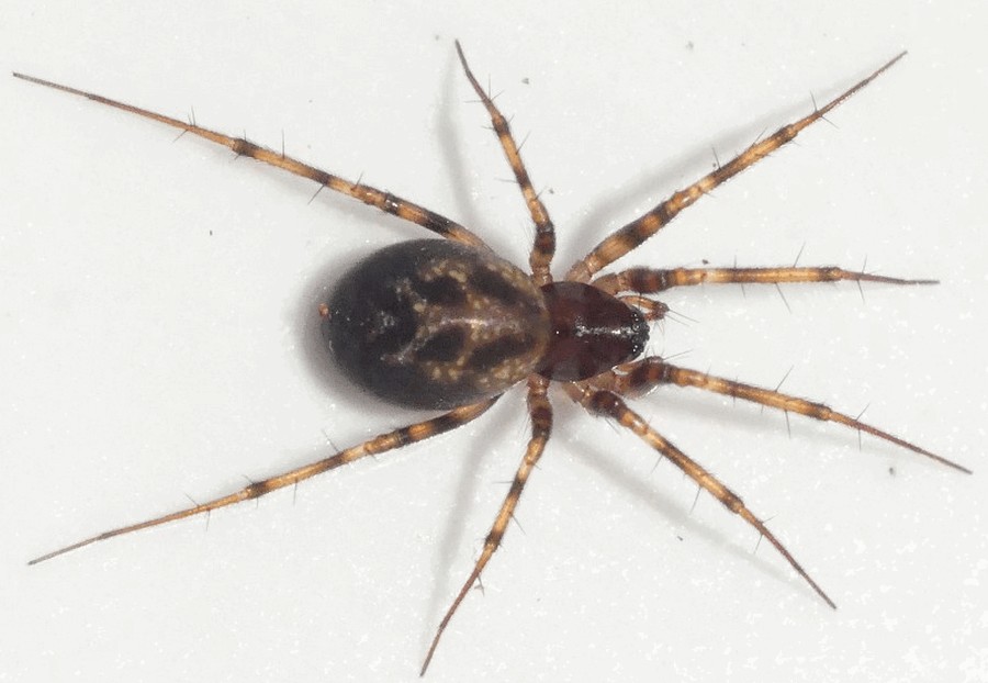 Lepthyphantes_minutus-7.jpg