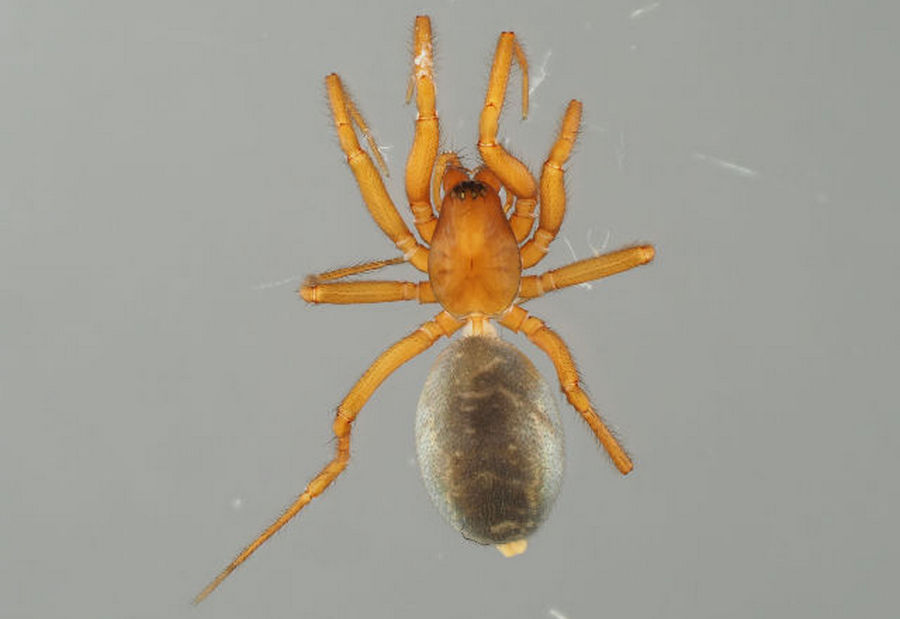 Leptothrix_hardyi-1.jpg