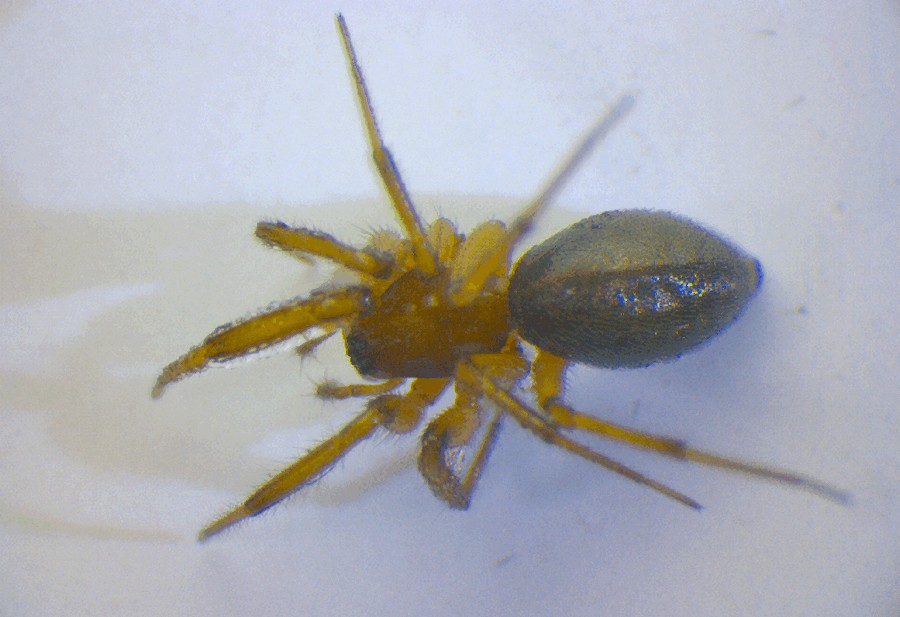 Leptothrix_hardyi-2.jpg