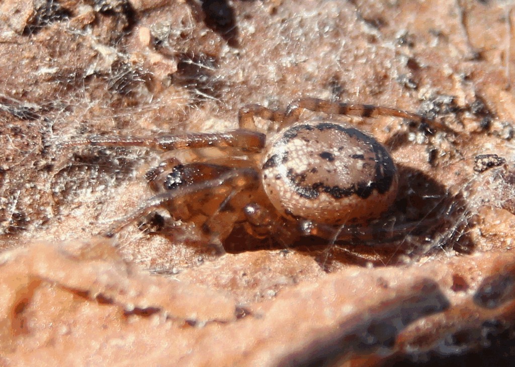 Leviellus_stroemi-2.jpg