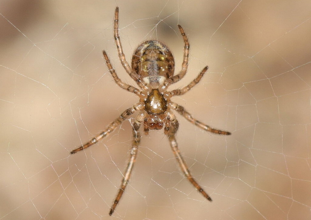 Leviellus_stroemi-3.jpg