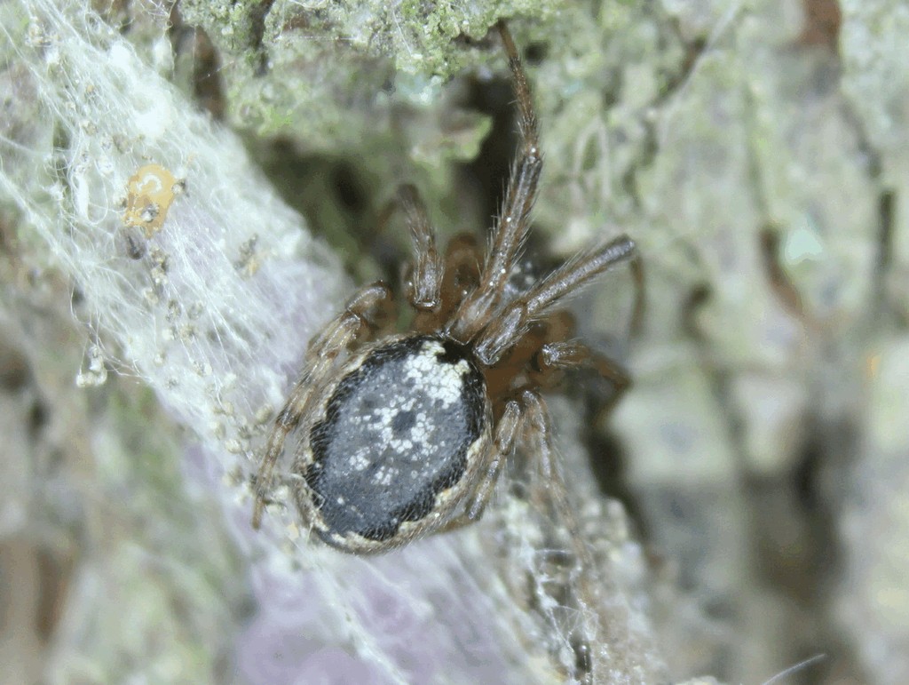 Leviellus_stroemi-4.jpg
