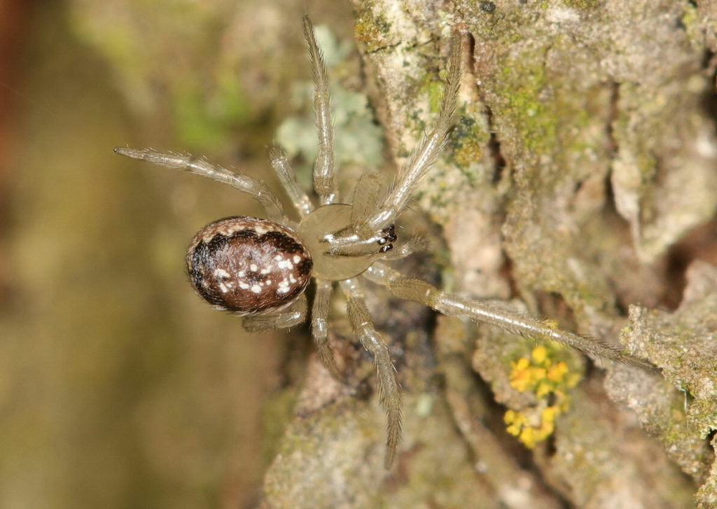 Leviellus_stroemi-5.jpg
