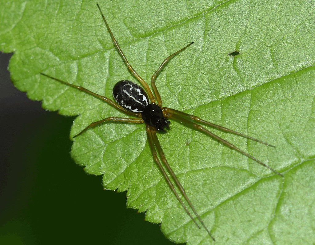 Linyphia_hortensis-1.jpg