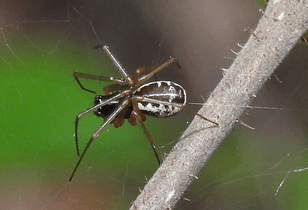 Linyphia_hortensis-2.jpg
