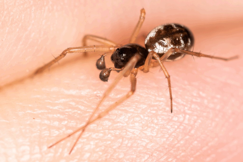 Linyphia_hortensis-3.jpg
