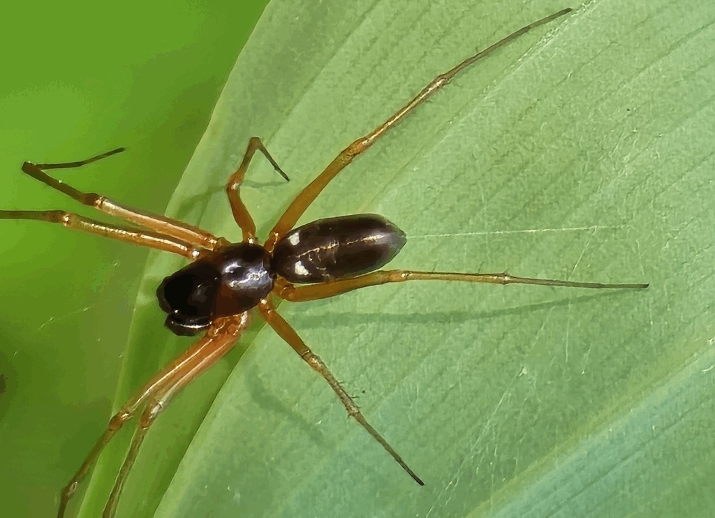 Linyphia_hortensis-4b.jpg
