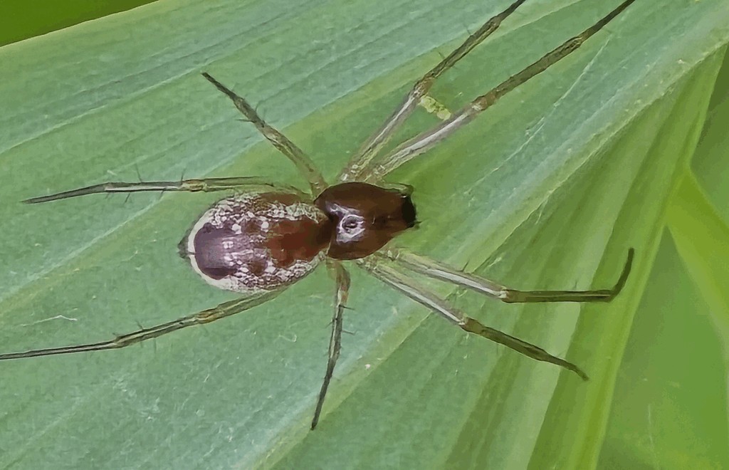 Linyphia_hortensis-4c.jpg