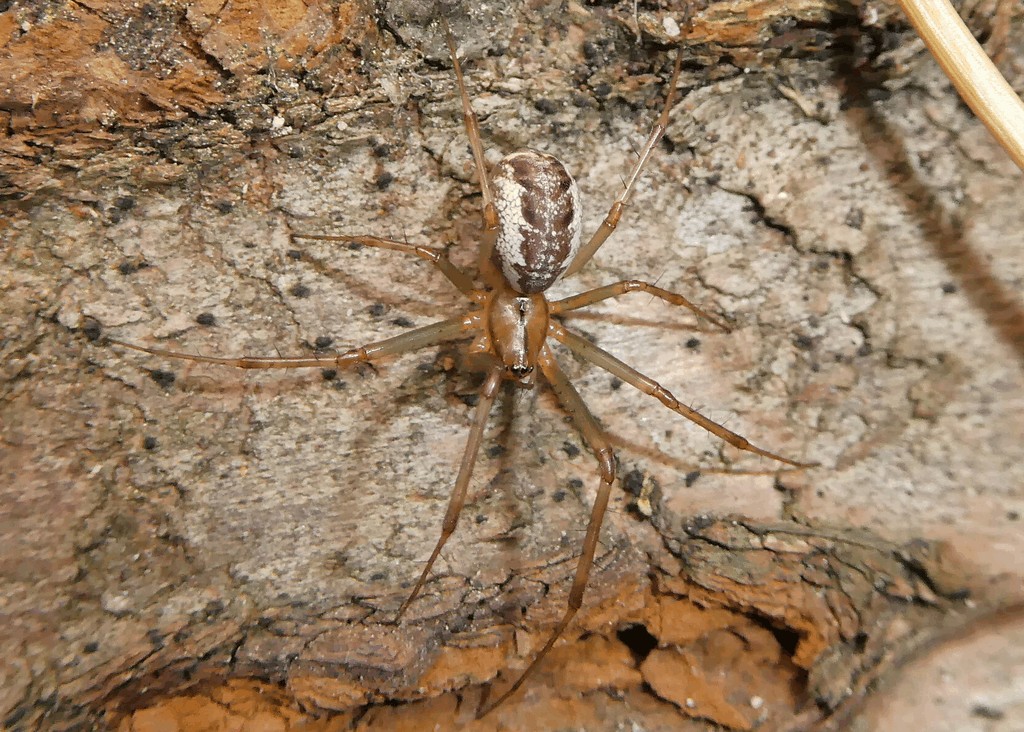 Linyphia_triangularis-0.jpg