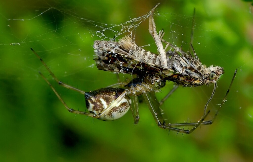 Linyphia_triangularis-1.jpg