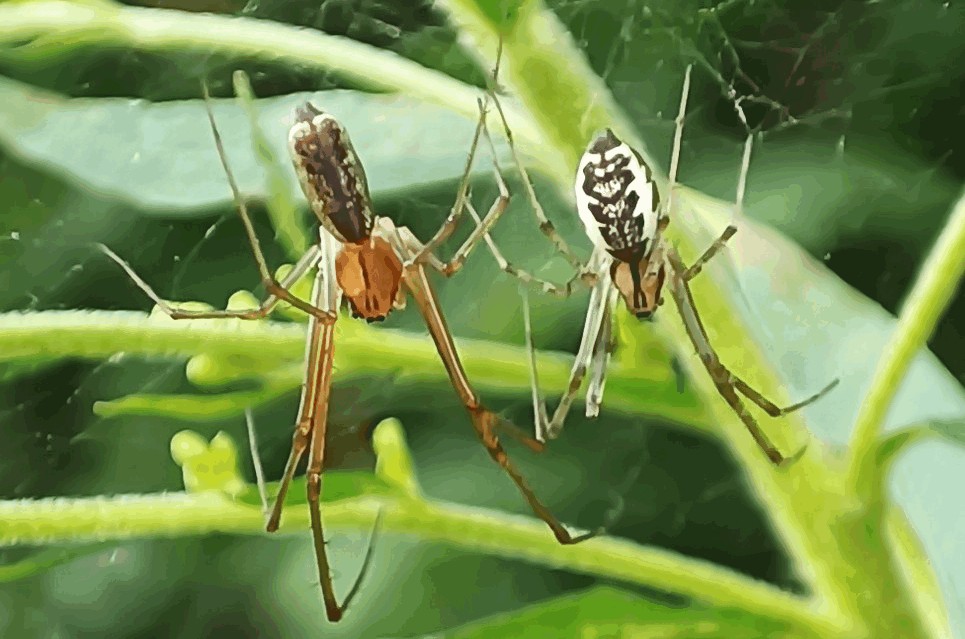 Linyphia_triangularis-2.jpg