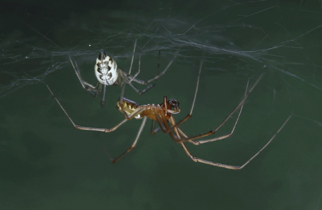 Linyphia_triangularis-3.jpg