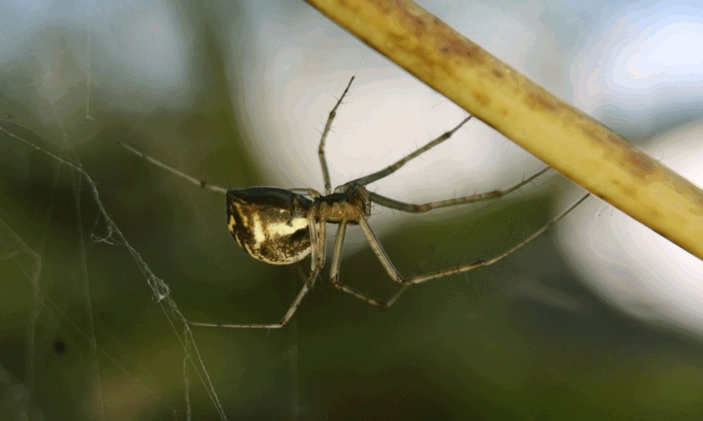 Linyphia_triangularis-5.jpg