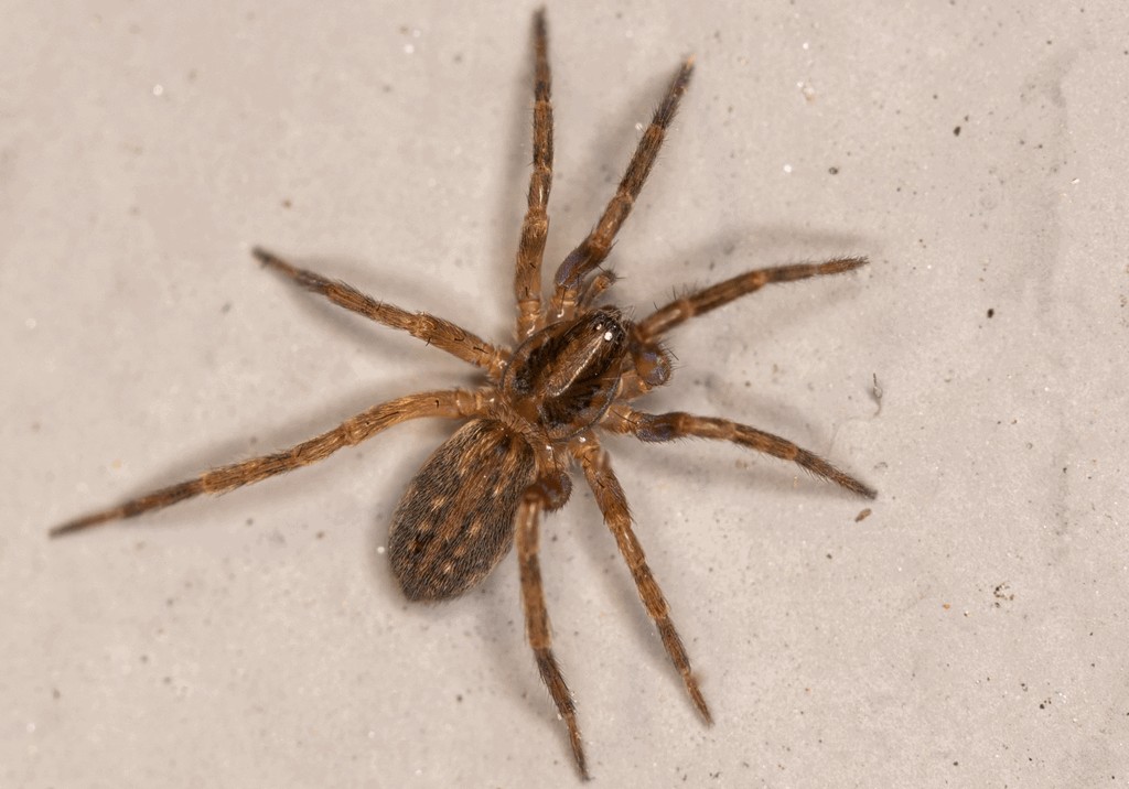 Liocranoeca_striata-1.jpg