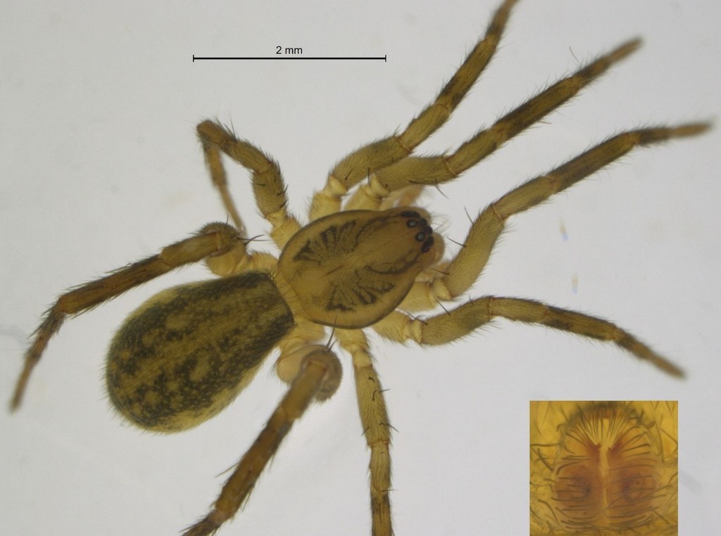 Liocranoeca_striata-3.jpg