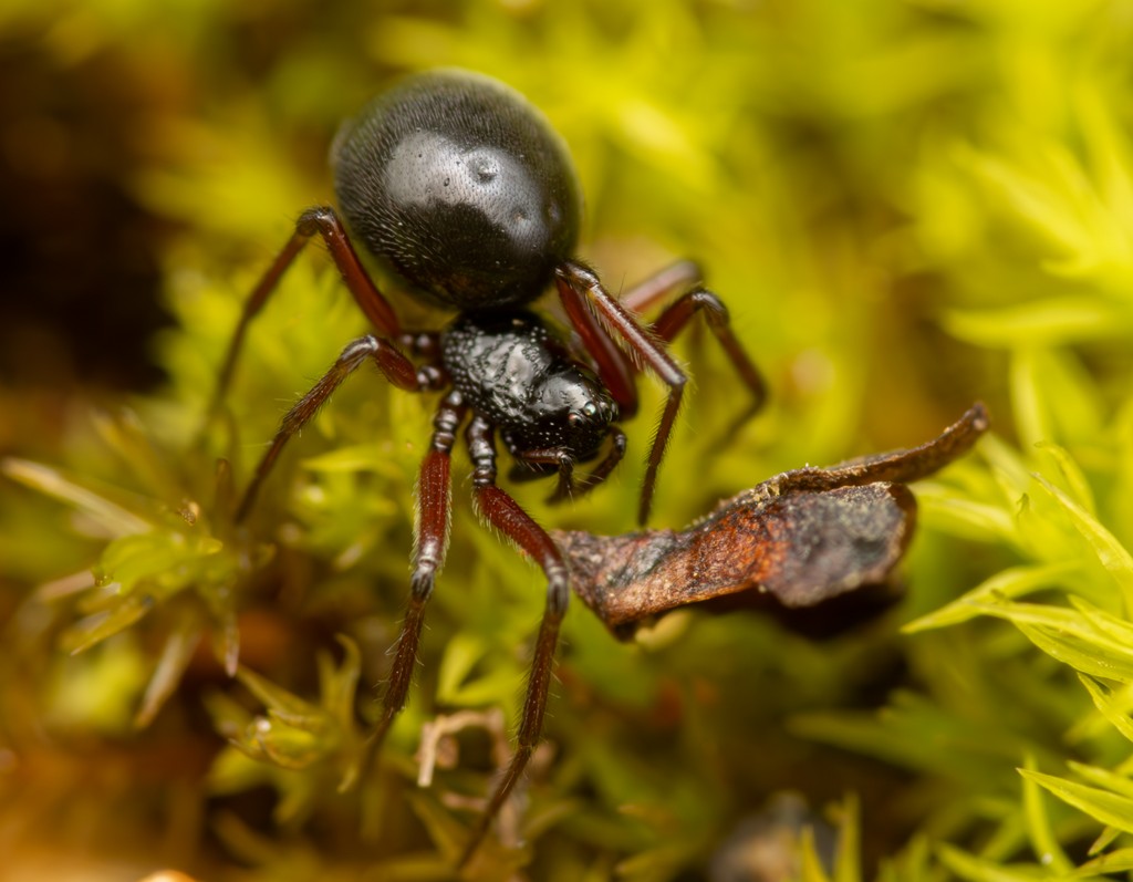 Lophomma_punctatum-1.jpg