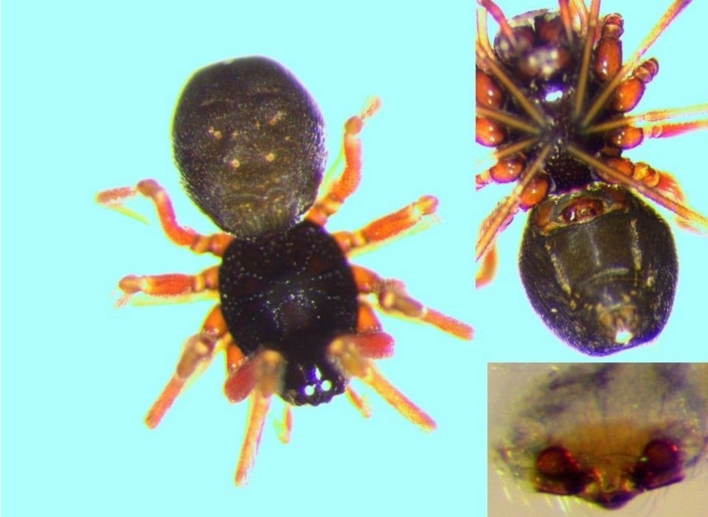 Lophomma_punctatum-2.jpg