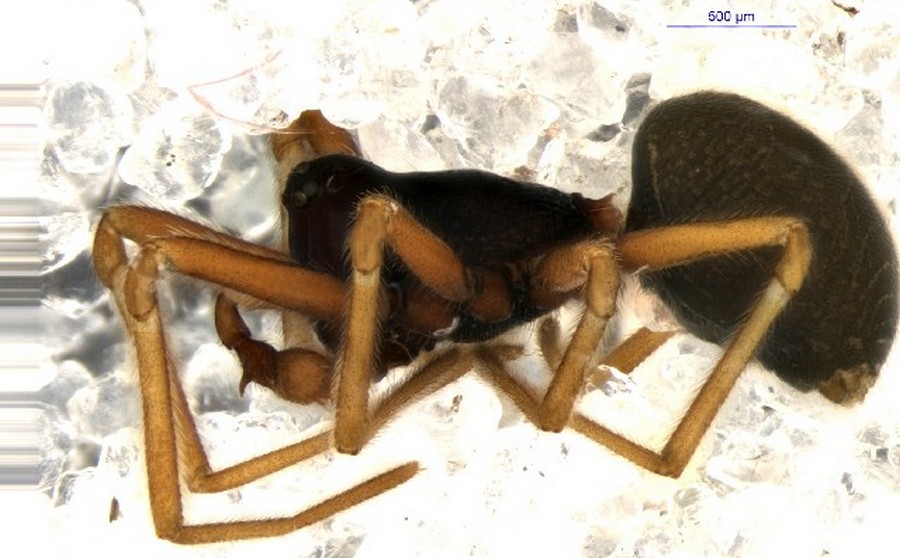 Lophomma_punctatum-3.jpg