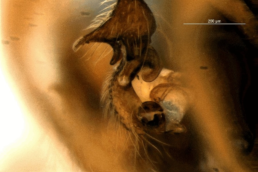 Lophomma_punctatum-3a.jpg