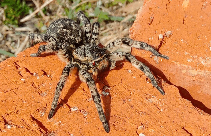 Lycosa_singoriensis-1.jpg