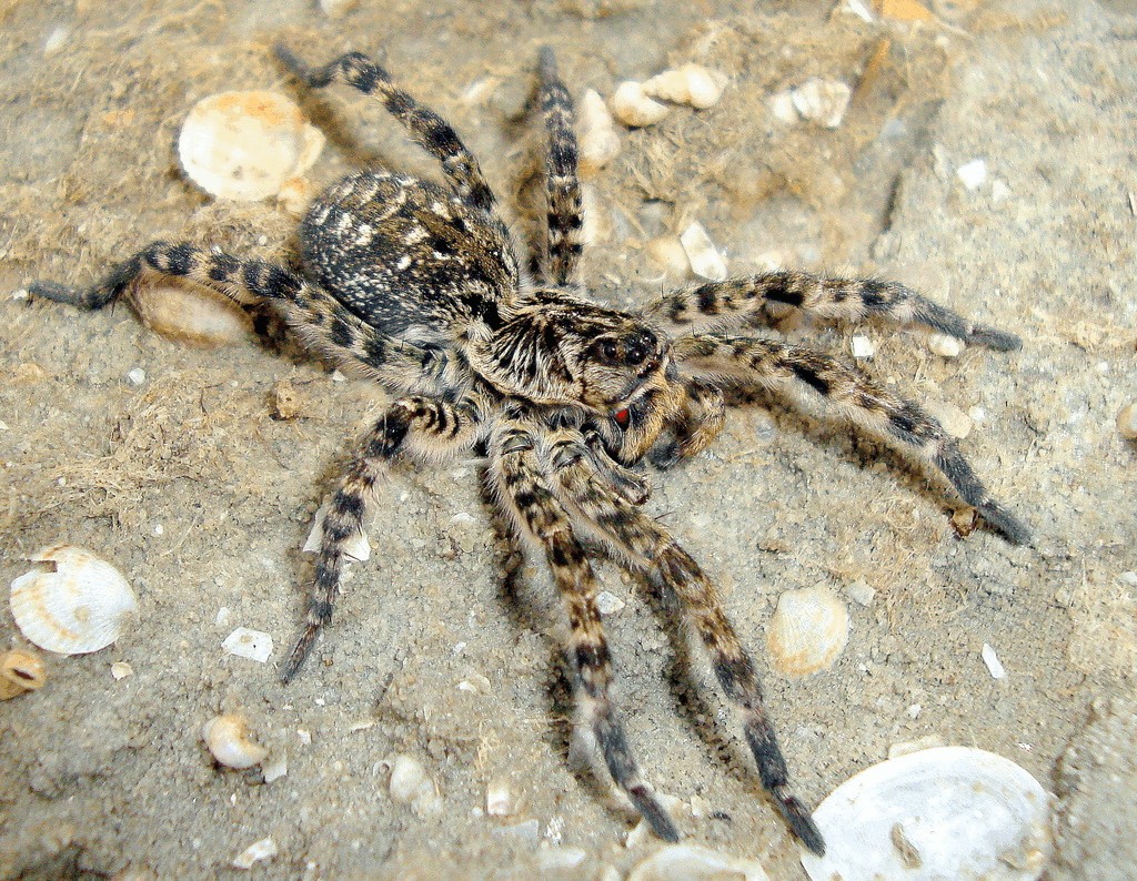 Lycosa_singoriensis-2.jpg