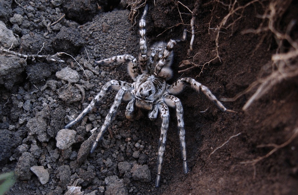 Lycosa_singoriensis-3.jpg