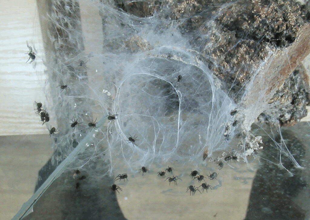 Lycosa_singoriensis-6.jpg