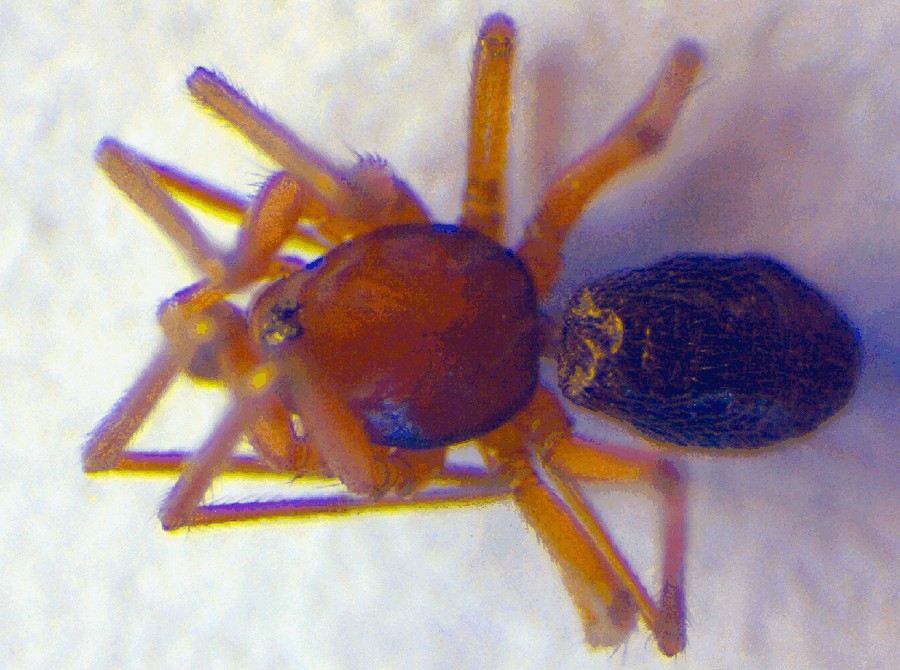 Macrargus carpenteri-3