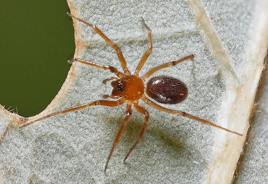 Macrargus_multesimus-1.jpg