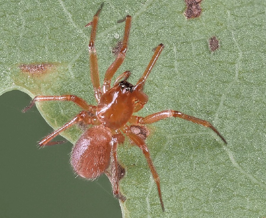 Macrargus_multesimus-2.jpg