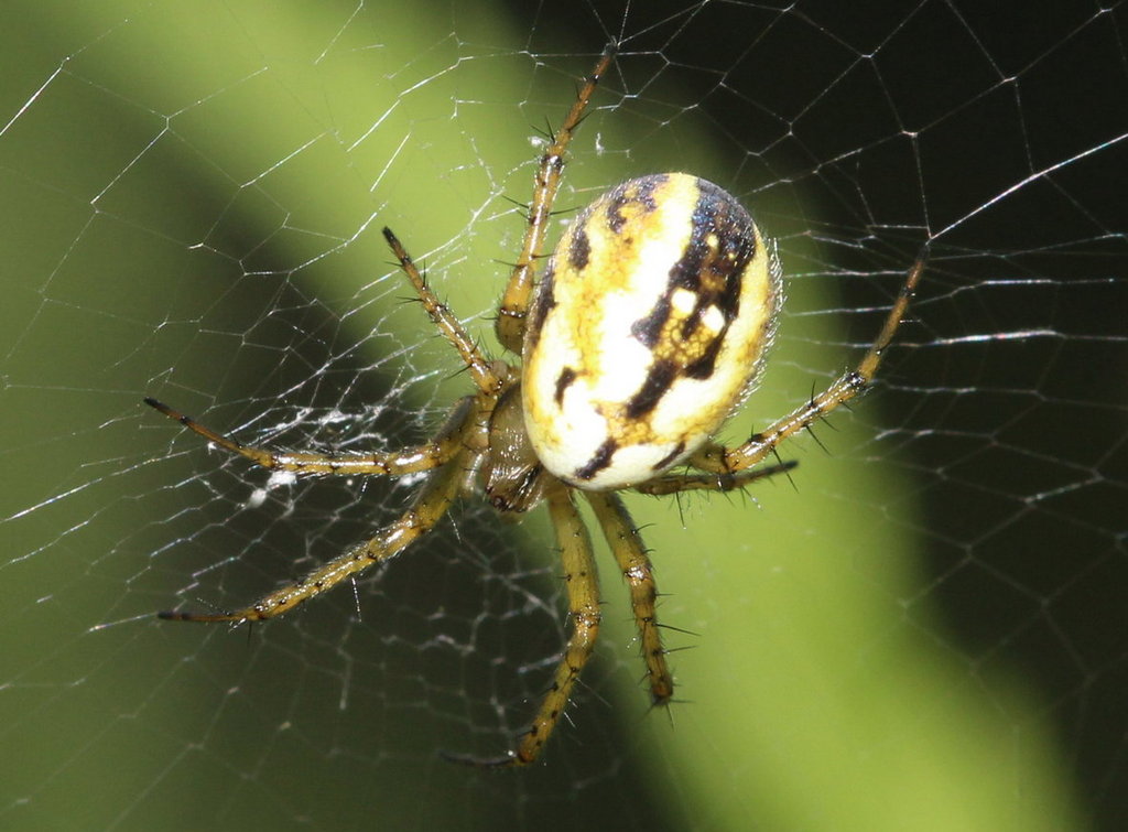 Mangora_acalypha-1.jpg