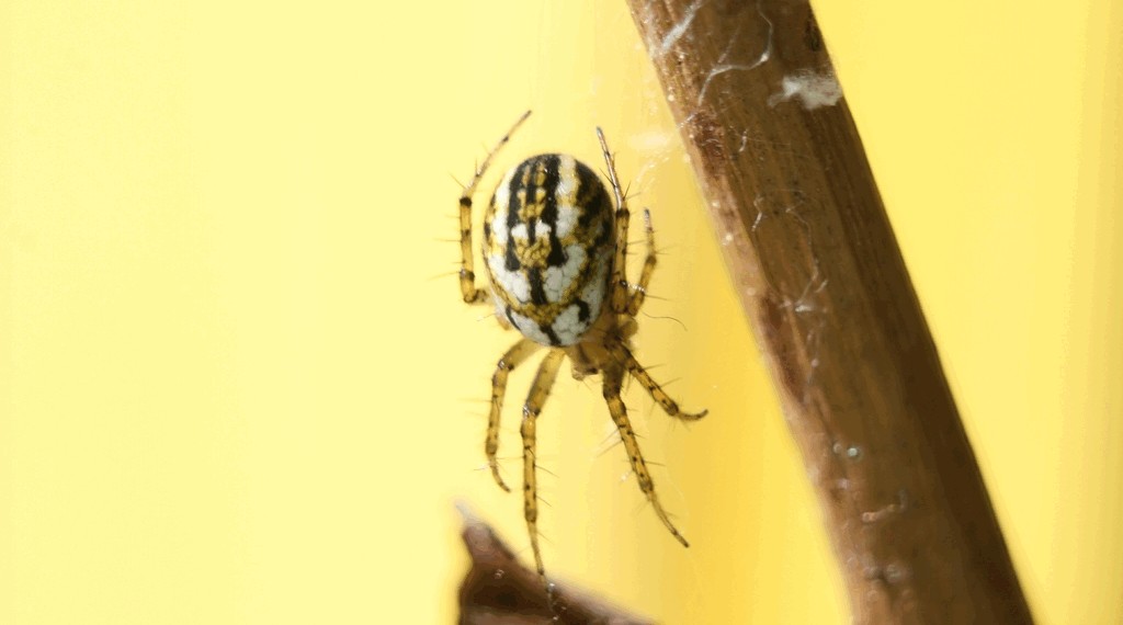 Mangora_acalypha-3.jpg