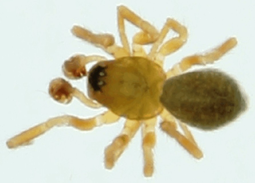 Maro_minutus-1.jpg