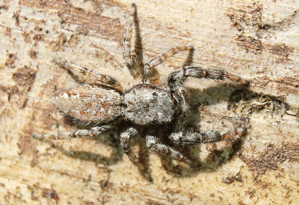 Marpissa_muscosa-1.jpg