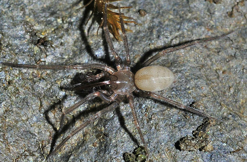 Mastigusa_arietina-2.jpg