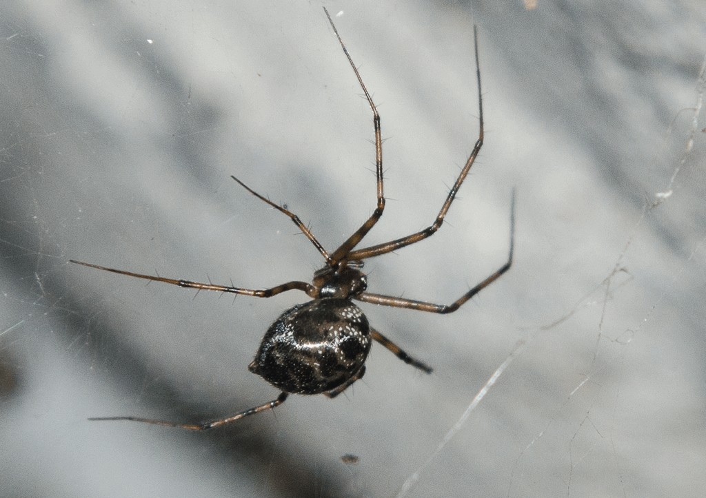 Megalepthyphantes_nebulosus-1.jpg