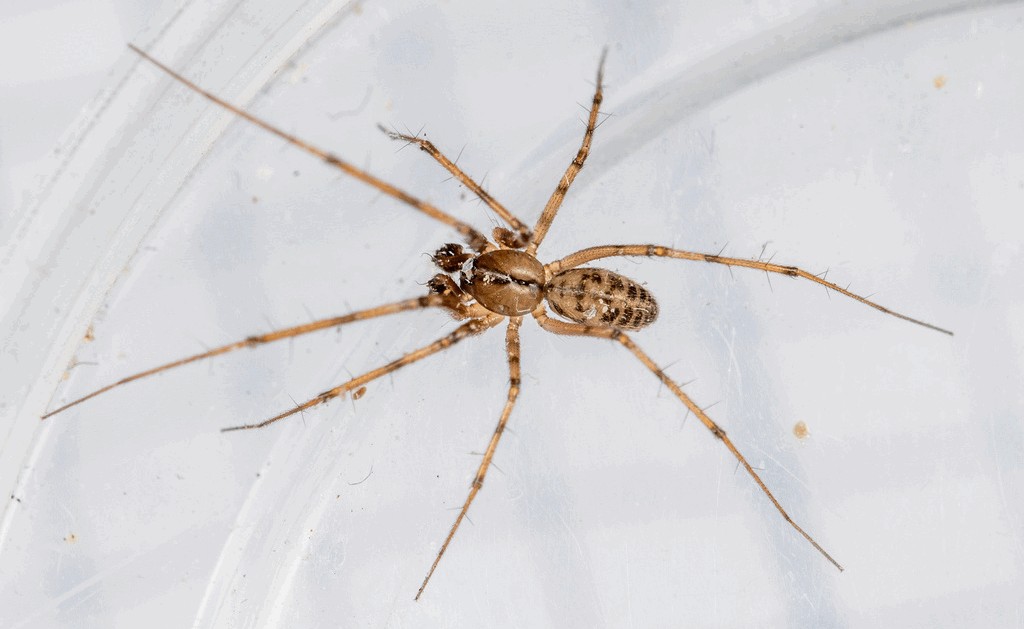 Megalepthyphantes_nebulosus-3.jpg