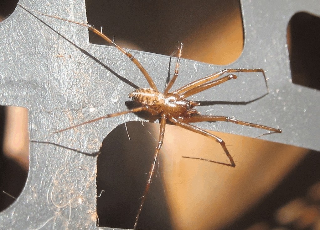 Megalepthyphantes_pseudocollinis-1.jpg