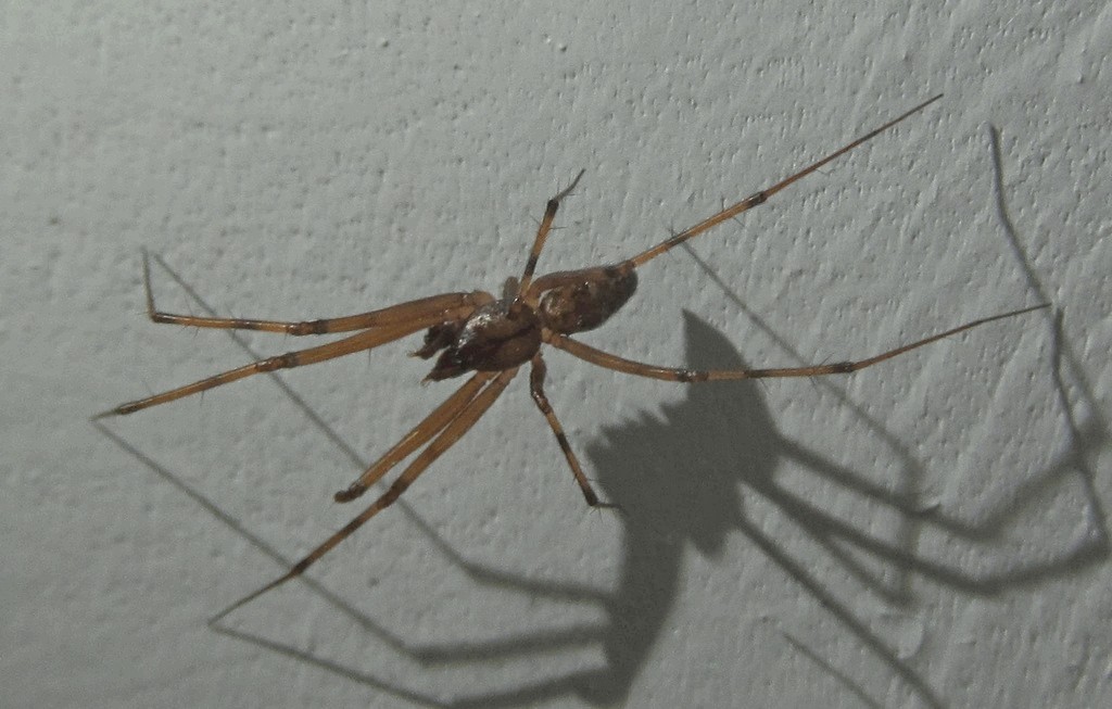Megalepthyphantes_pseudocollinis-2.jpg