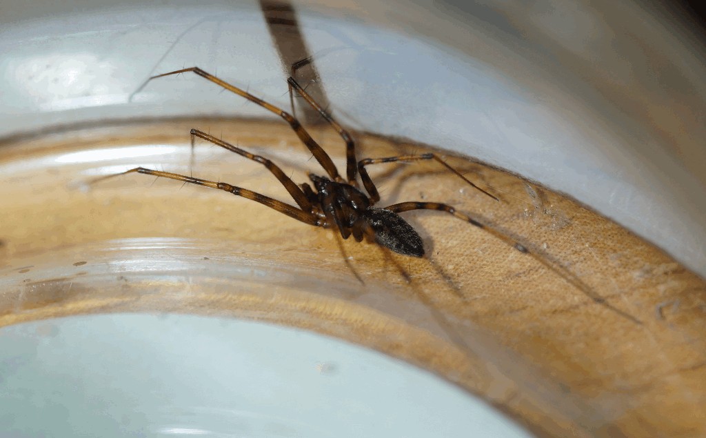 Megalepthyphantes_pseudocollinis-3.jpg