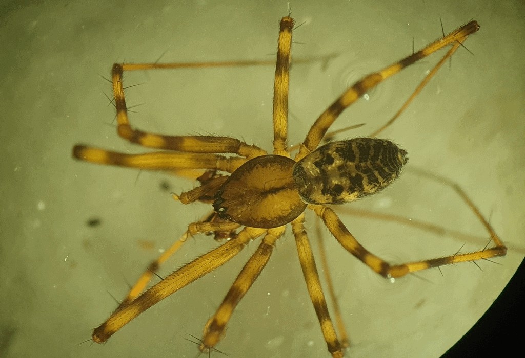 Megalepthyphantes_pseudocollinis-4.jpg